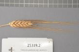 Click for 1 image(s) for this accession. Spike